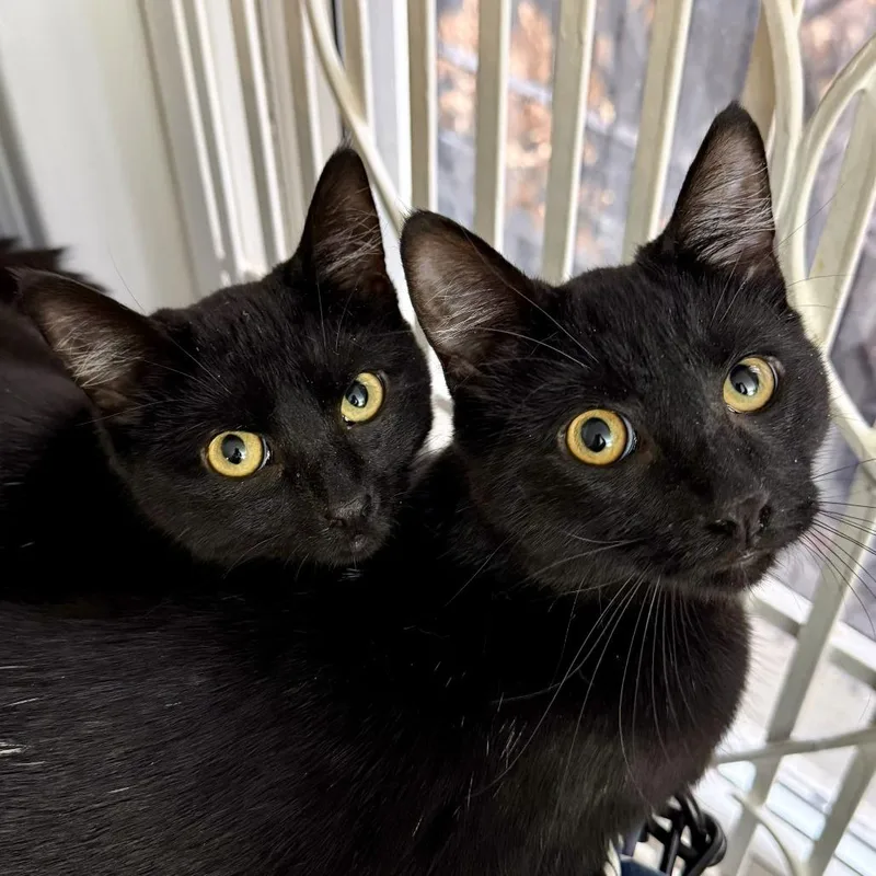 Dusk  Playful Beautiful thumbnail 6