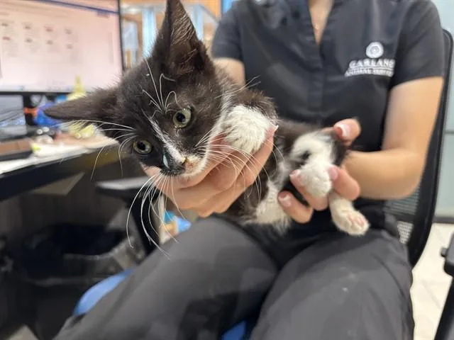 A baby small-sized female Domestic Short Hair cat named Tuxie for adoption in Garland, TX