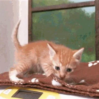 A baby small-sized male Orange / Red Domestic Short Hair cat named Mitch for adoption in Houston, TX
