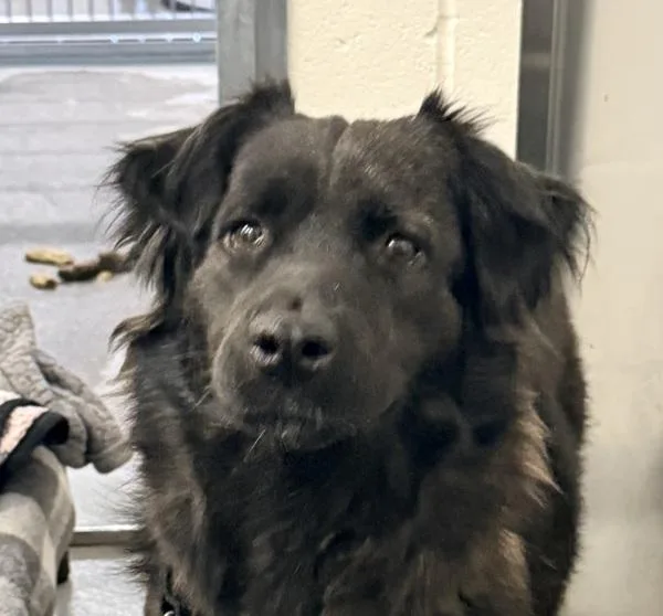 An adult medium-sized female Spaniel dog named Mikasa for adoption in El Cajon, CA