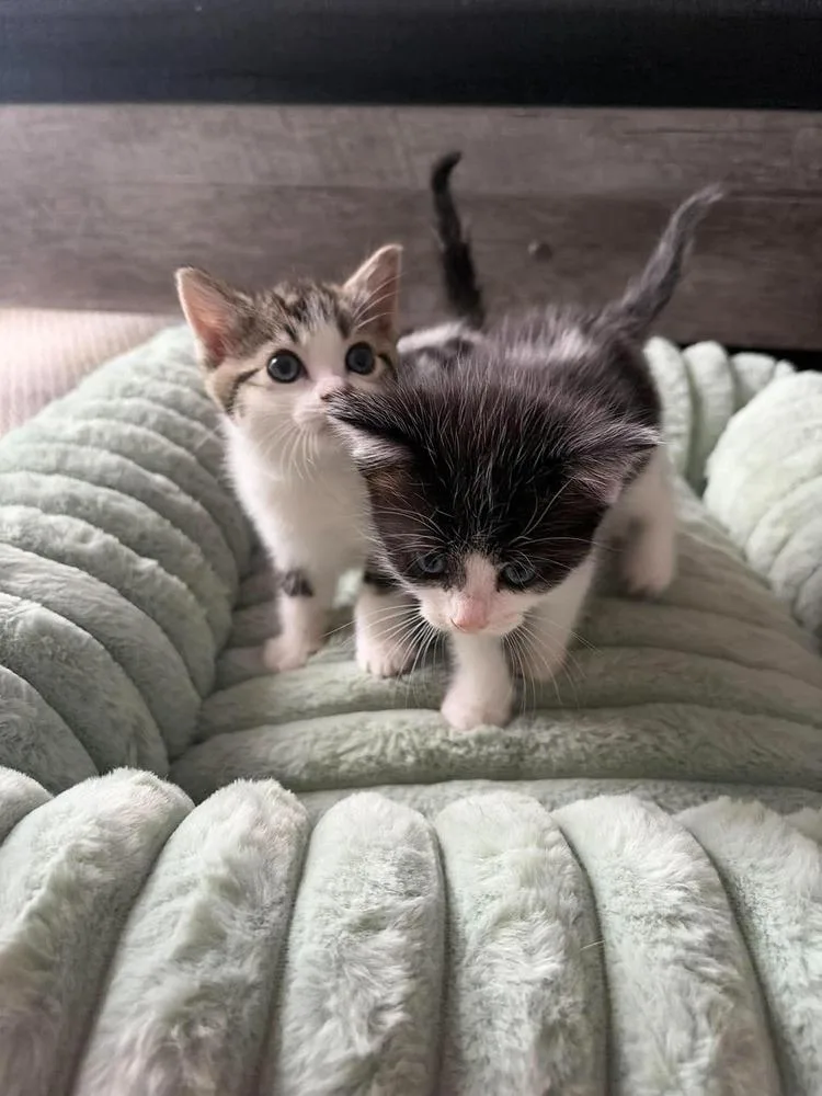 A baby medium-sized female Black & White / Tuxedo Domestic Short Hair cat named Cookie for adoption in Salisbury, NC
