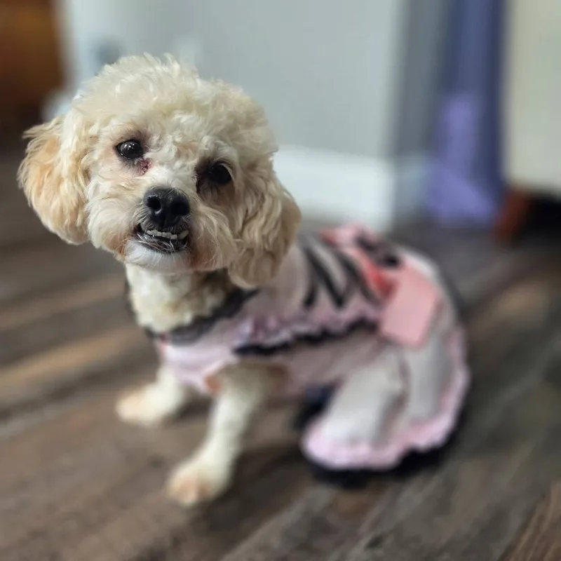 Lucy C