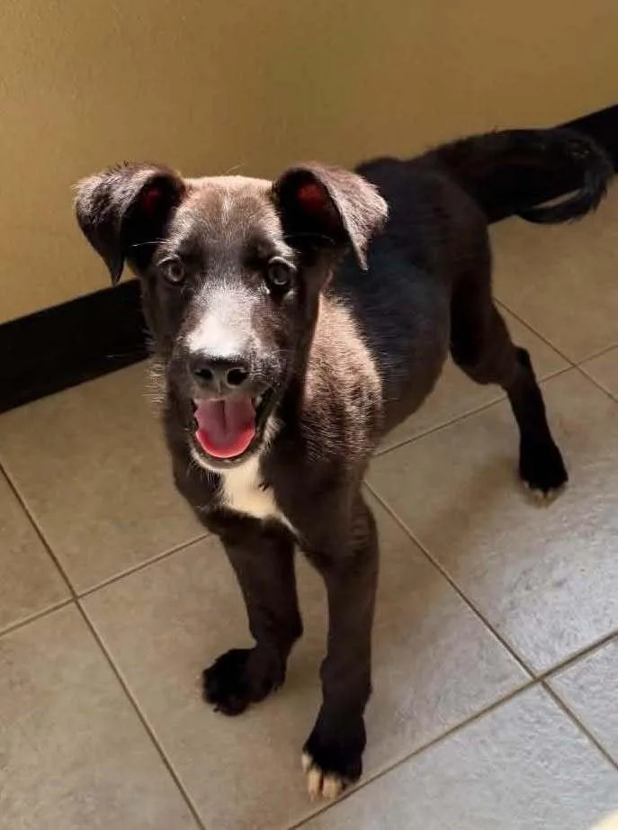 A young medium-sized male Tricolor (Brown, Black, & White) Labrador Retriever dog named Logan for adoption in Fort Lupton, CO