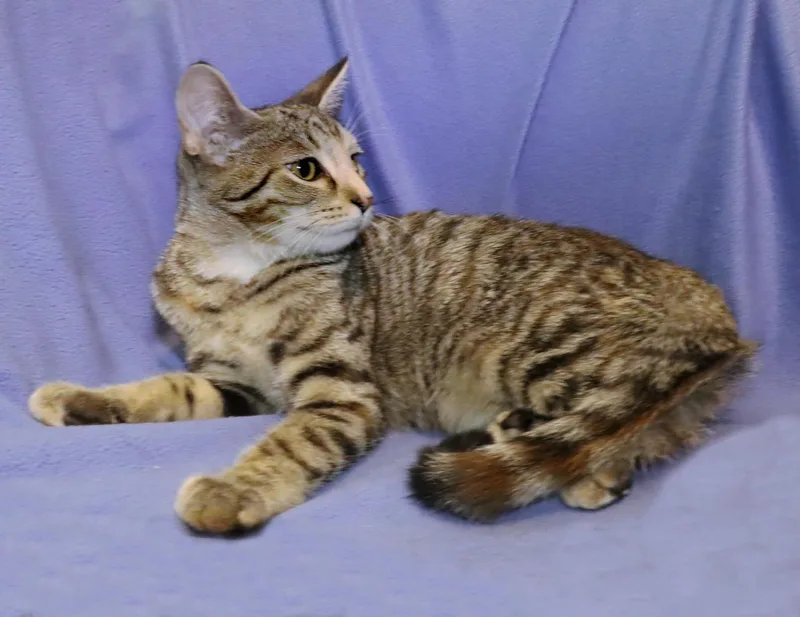 A baby medium-sized female Torbie cat named Sophie for adoption in Euclid, OH