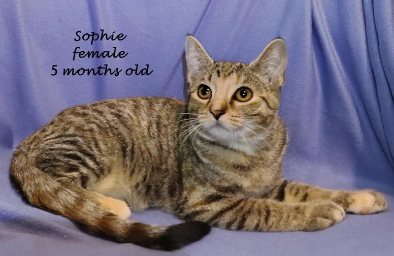 Sophie thumbnail 2