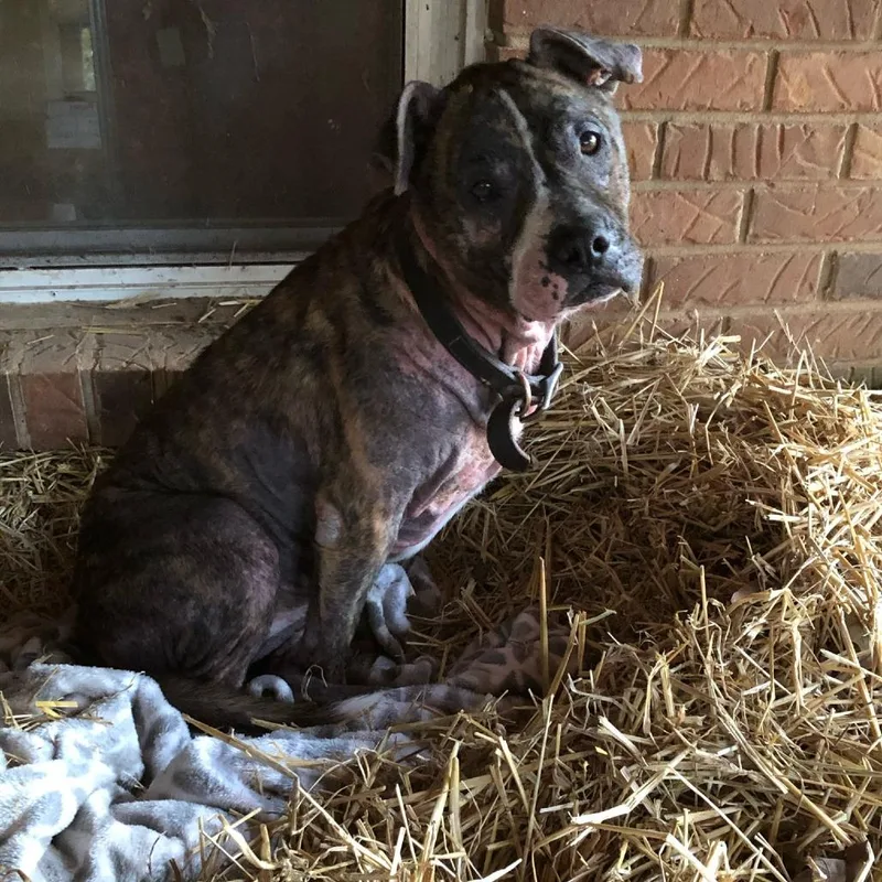 Sweet Pea thumbnail 2