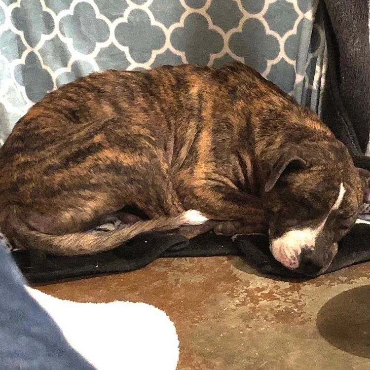 Sweet Pea thumbnail 3