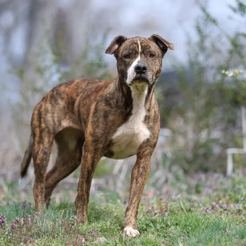 Sweet Pea thumbnail 4