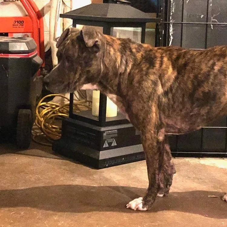 Sweet Pea thumbnail 5