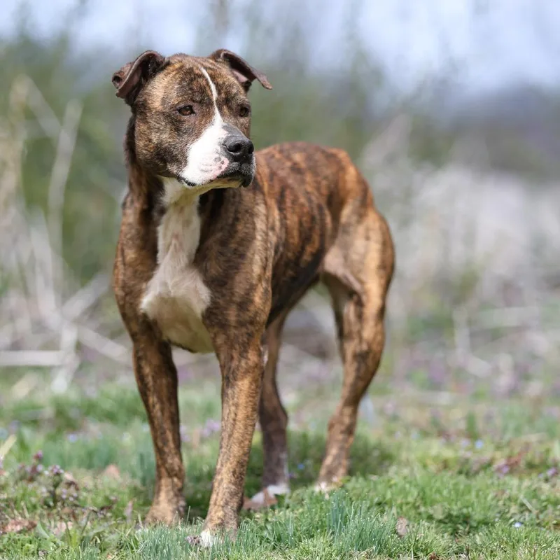 Sweet Pea thumbnail 6