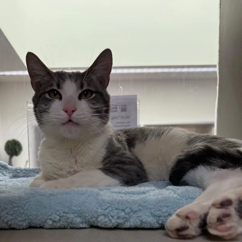 An adult medium-sized male White Domestic Short Hair cat named Mustang for adoption in Reno, NV