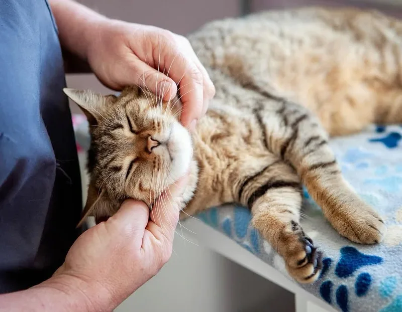 An adult large-sized female Manx cat named LuLu Lime for adoption in Lakewood, CO