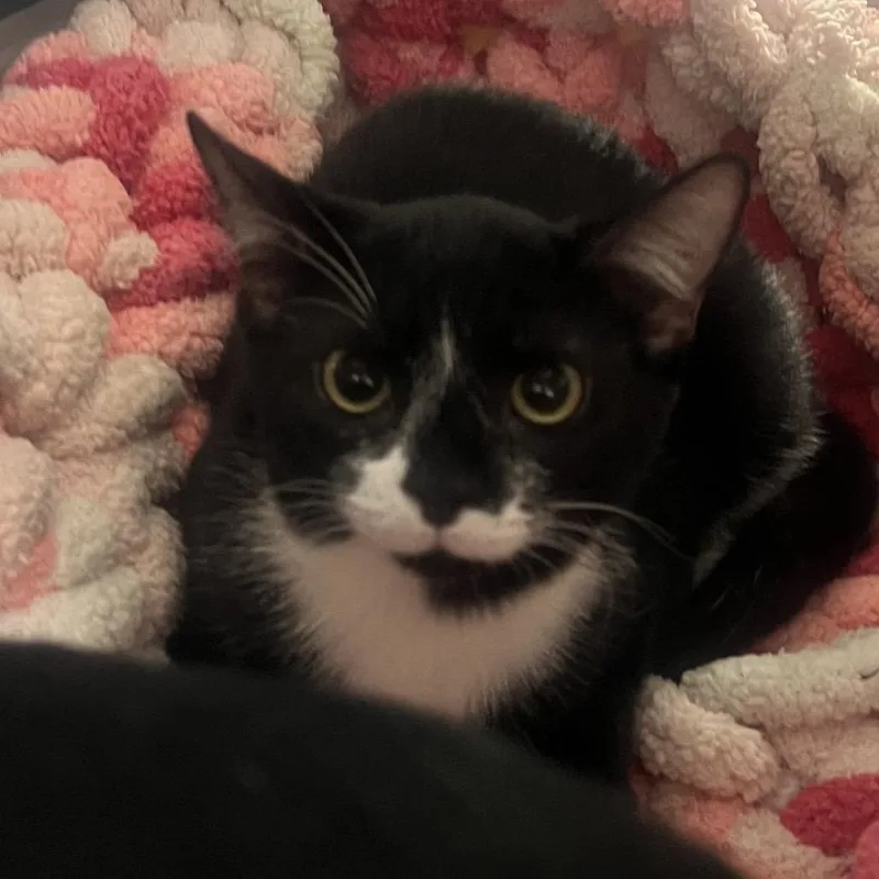 A baby small-sized female Black Domestic Short Hair cat named Terrific for adoption in Marshall, VA