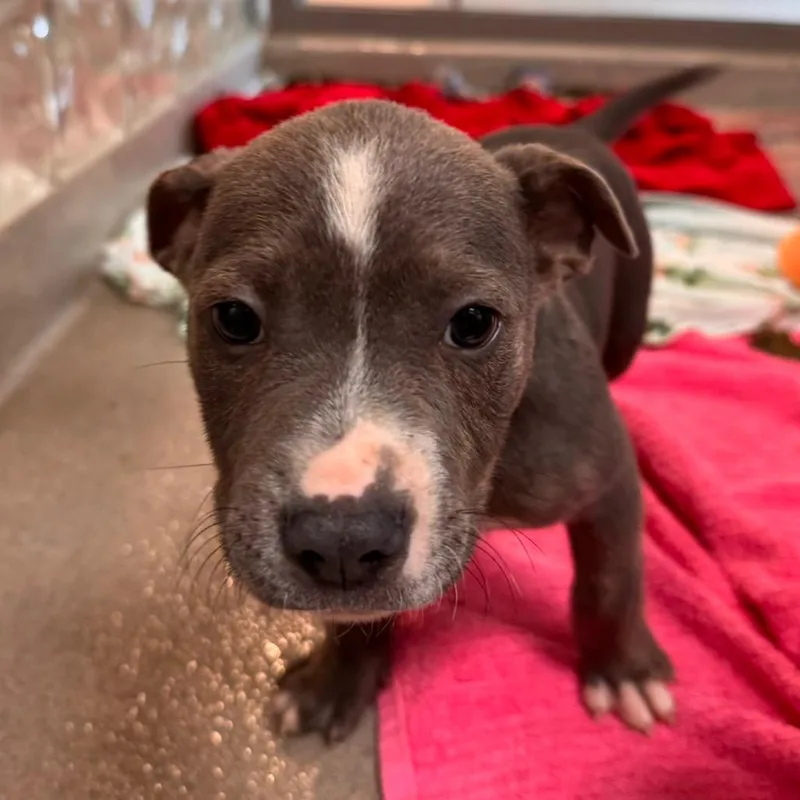 A baby small-sized male Brindle American Staffordshire Terrier dog named Caleb for adoption in Lynchburg, VA