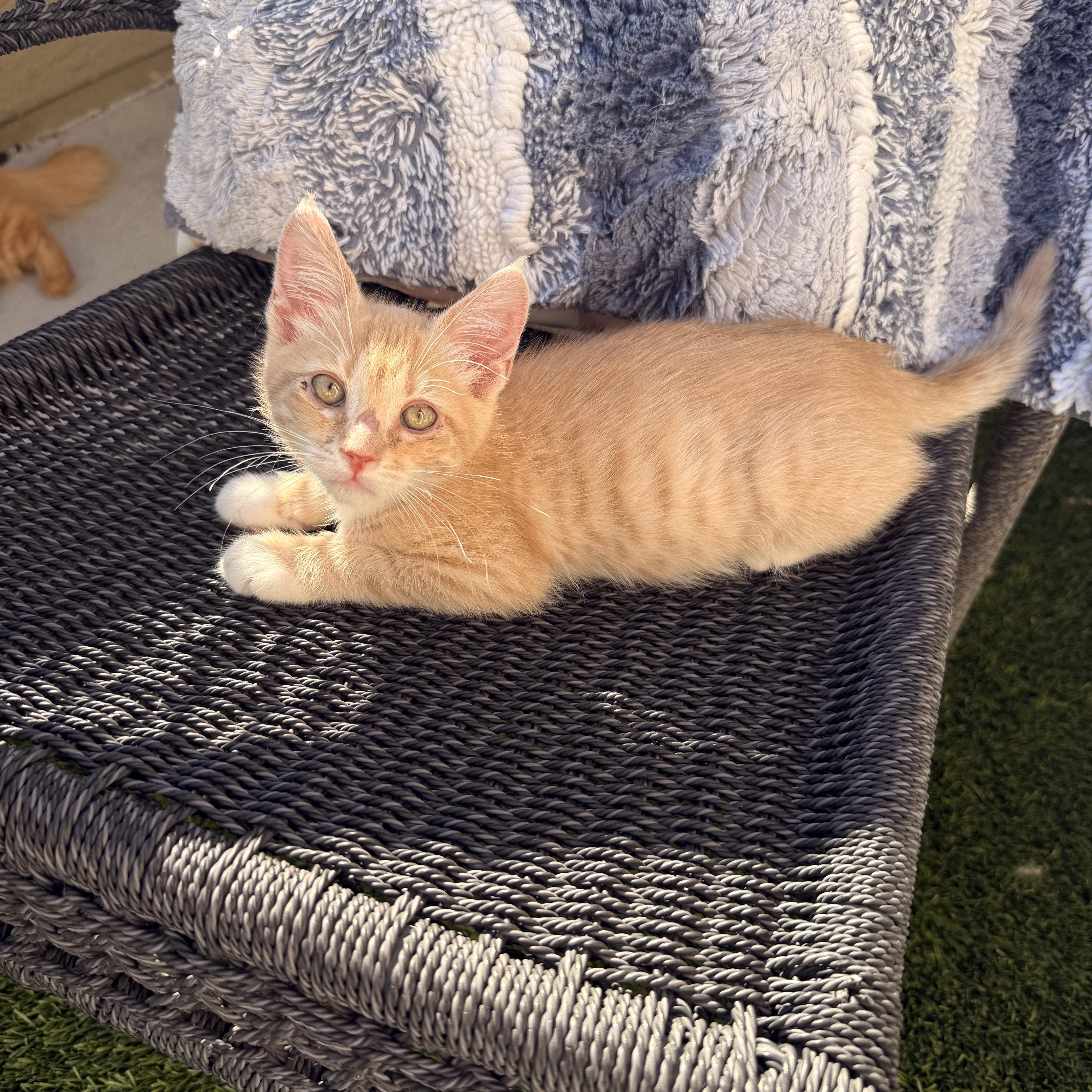 A baby medium-sized male Domestic Short Hair cat named Ragnar for adoption in Penryn, CA
