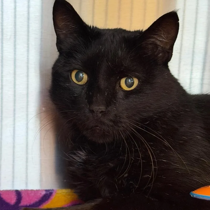 A senior large-sized male Black Domestic Short Hair cat named Macho for adoption in Waukesha, WI