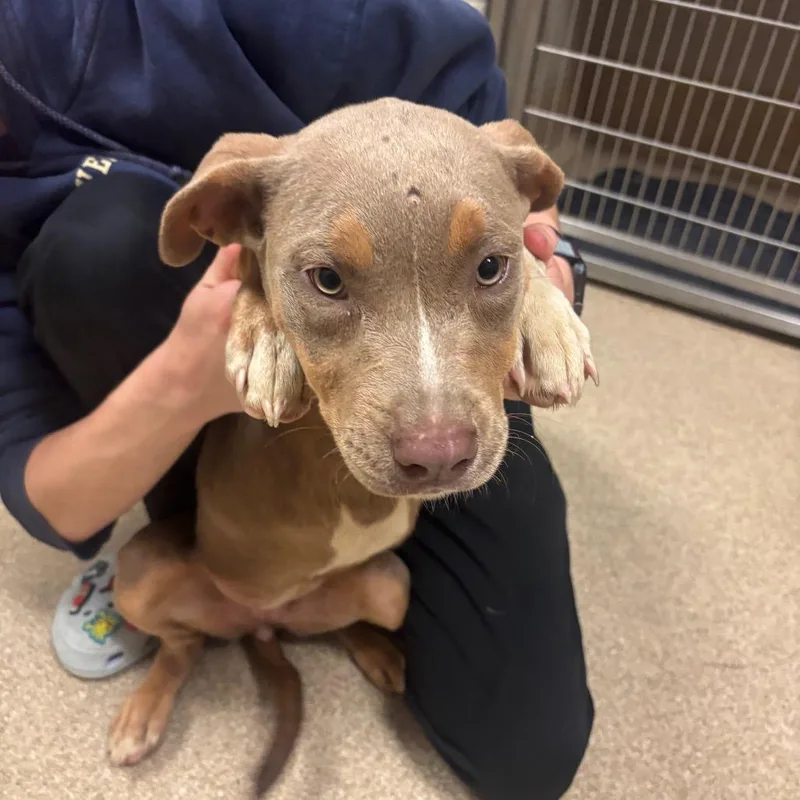 A baby medium-sized female Pit Bull Terrier dog named Bindi for adoption in Bristol, IN