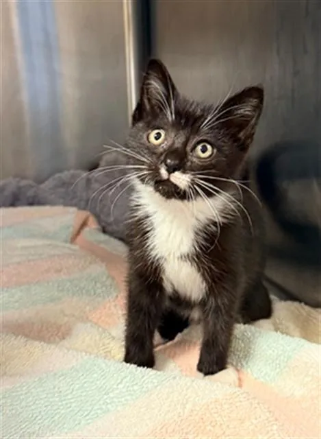 A baby small-sized female Domestic Short Hair cat named Cypress for adoption in Statesville, NC