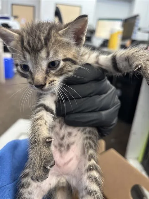 A baby medium-sized male Domestic Short Hair cat named Brock for adoption in Dallas, TX