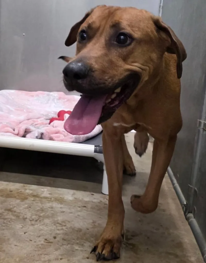 An adult medium-sized female Hound dog named Zelda for adoption in La Porte, IN