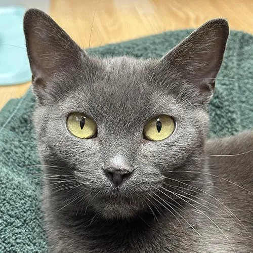 An adult medium-sized female Gray / Blue / Silver Domestic Short Hair cat named Matilda for adoption in Crystal Lake, IL