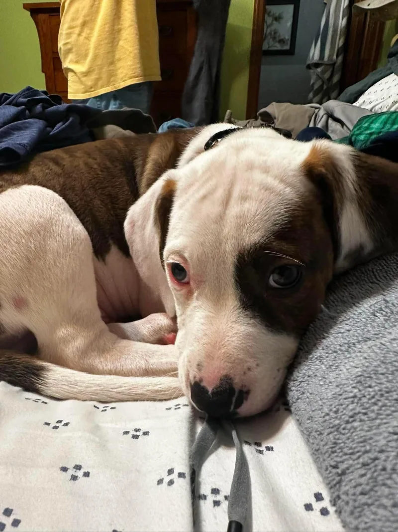 A baby large-sized male Tricolor (Brown, Black, & White) Pit Bull Terrier dog named Sitka for adoption in Columbia, MO