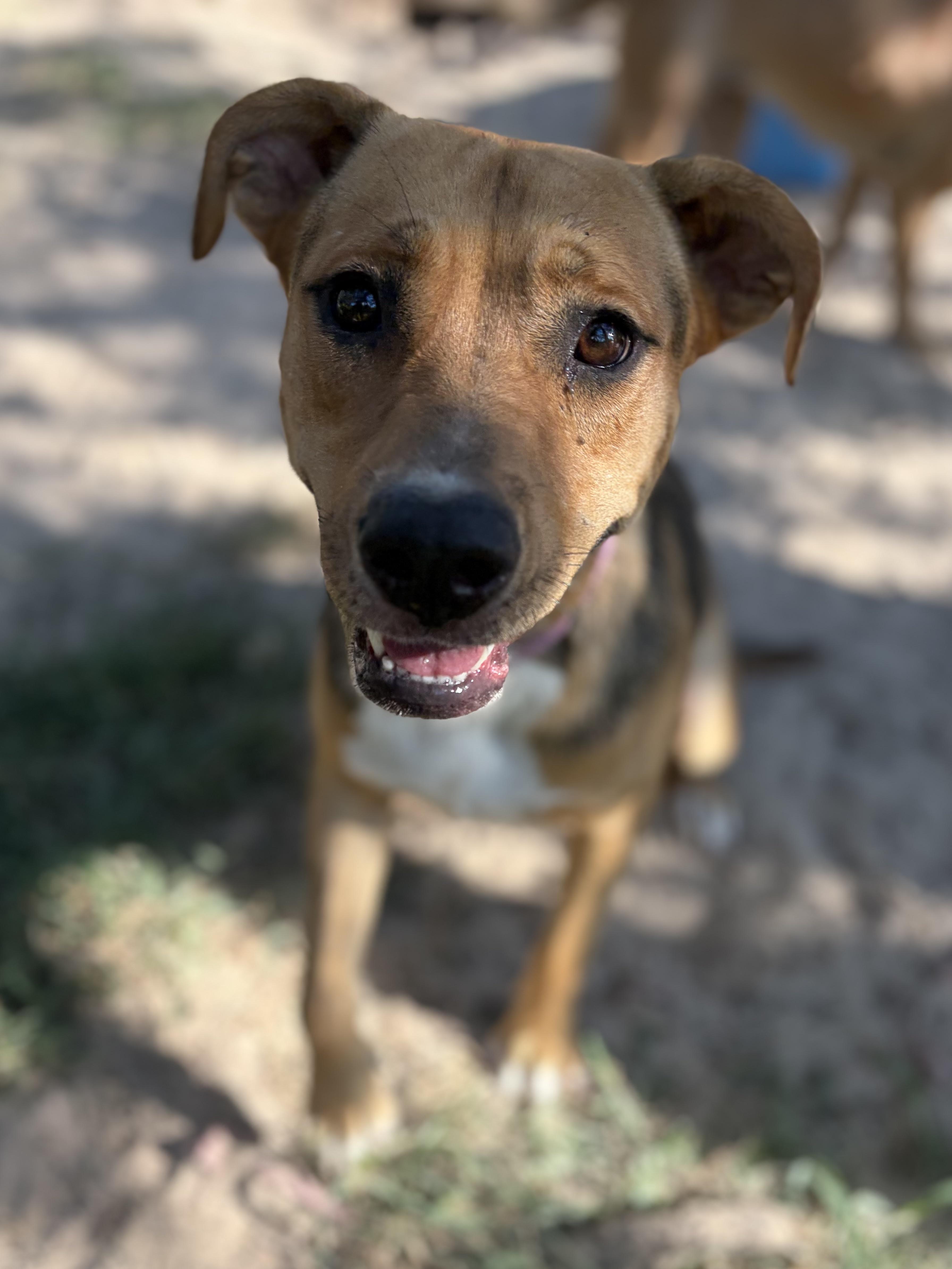 A young large-sized female Yellow / Tan / Blond / Fawn Mastiff dog named Dottier for adoption in Lexington, TX