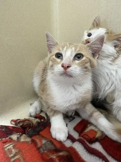 A baby medium-sized male Domestic Short Hair cat named Tank for adoption in Pequot Lakes, MN