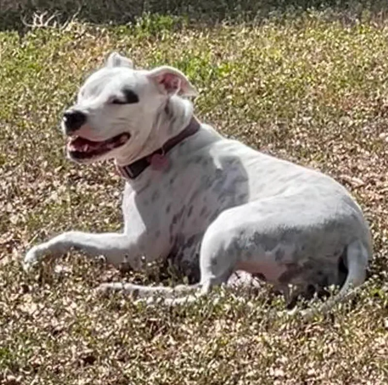 Dotpresident Of The Welcoming thumbnail 3