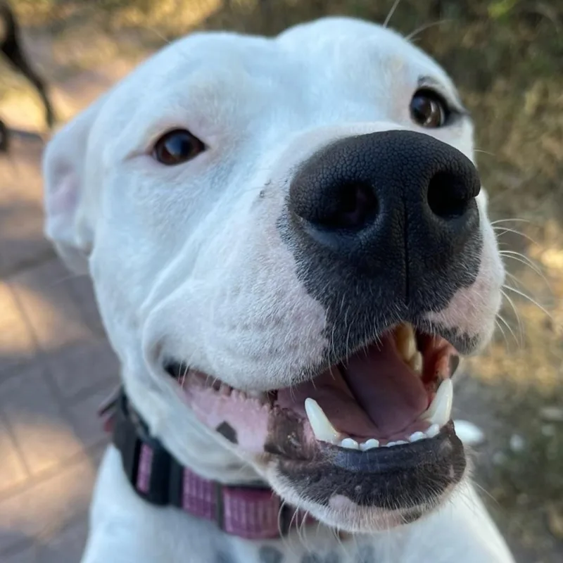 Dotpresident Of The Welcoming thumbnail 4