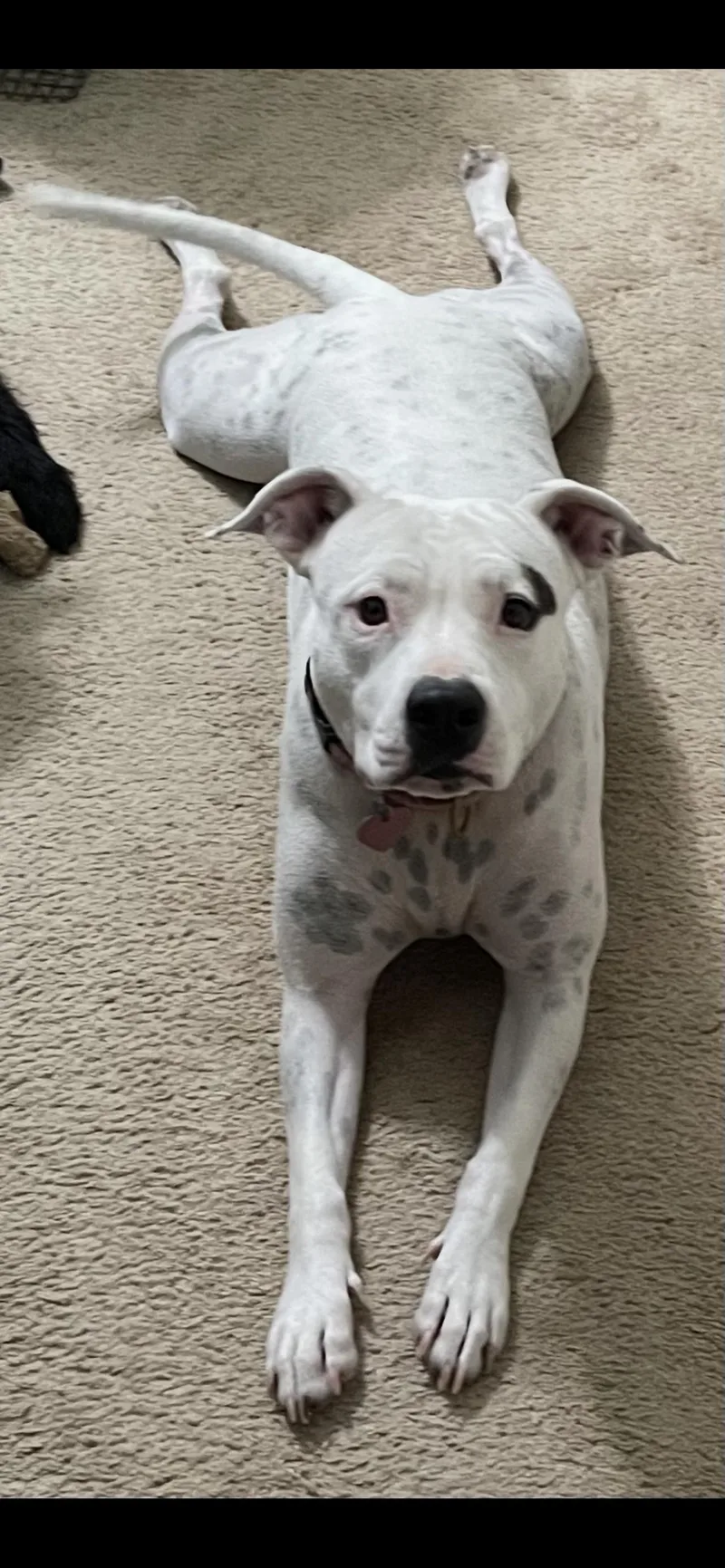 Dotpresident Of The Welcoming thumbnail 6