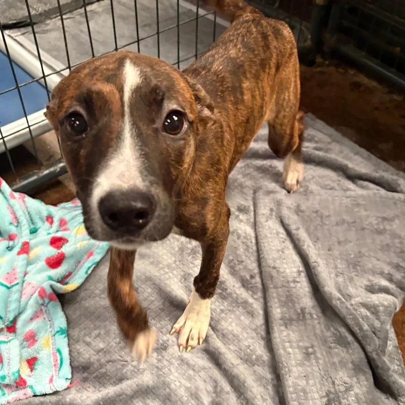 A baby small-sized female Brindle Plott Hound dog named Selena for adoption in Tulsa, OK