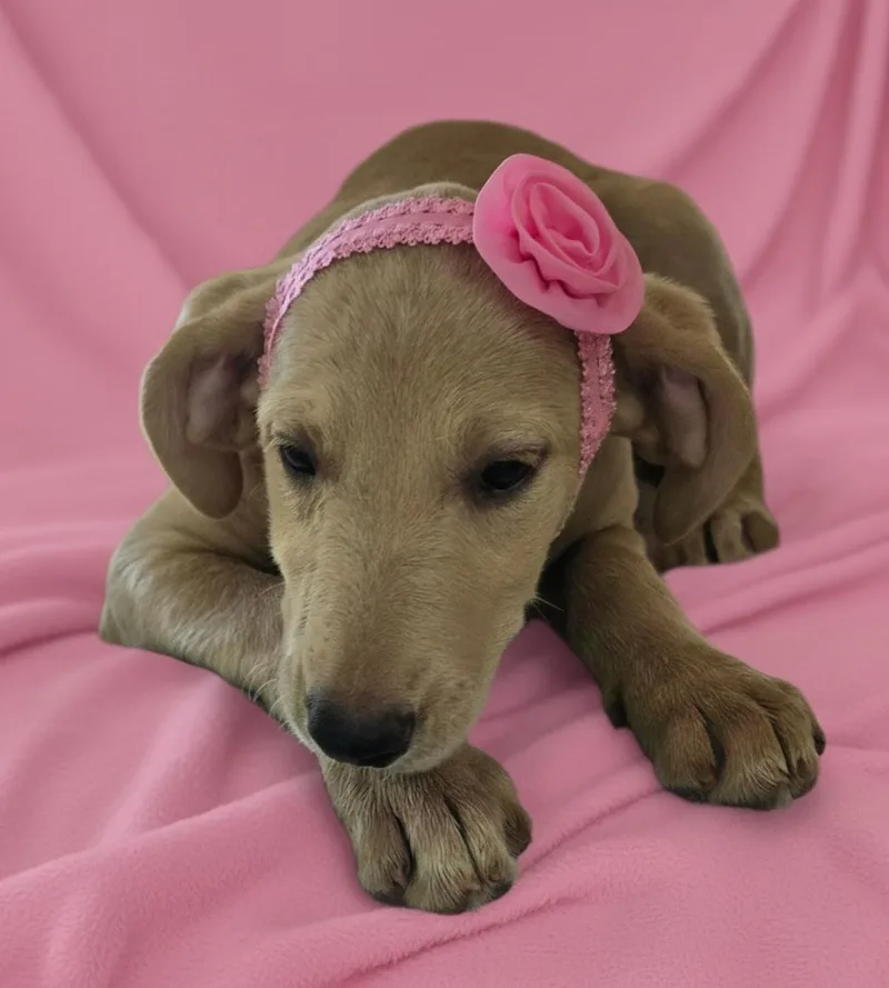 Lilly thumbnail 4