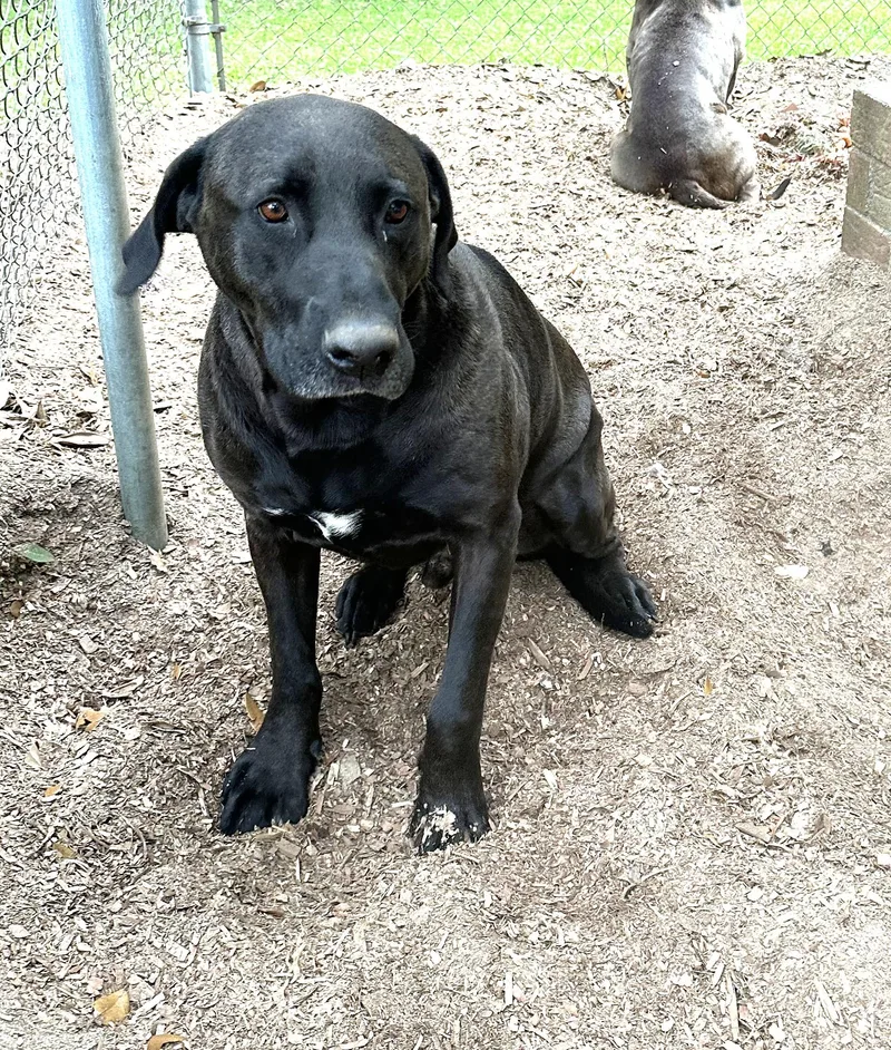An adult medium-sized male Black Labrador Retriever dog named Christopher Gorgeous Boy and for adoption in Charlottesville, VA