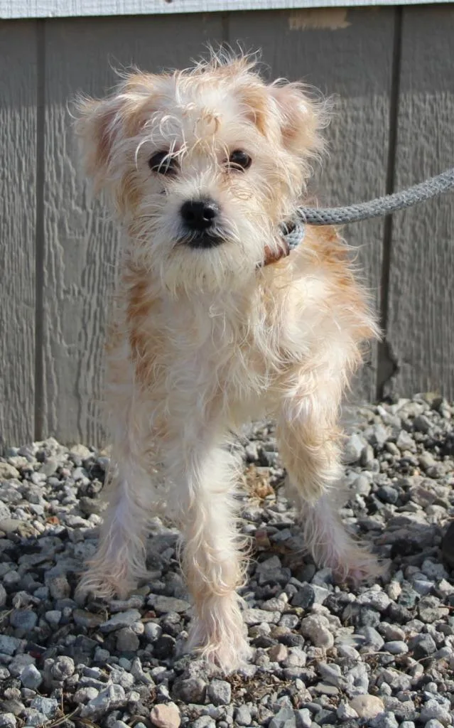 A baby medium-sized male Terrier dog named Verdi for adoption in Vacaville, CA