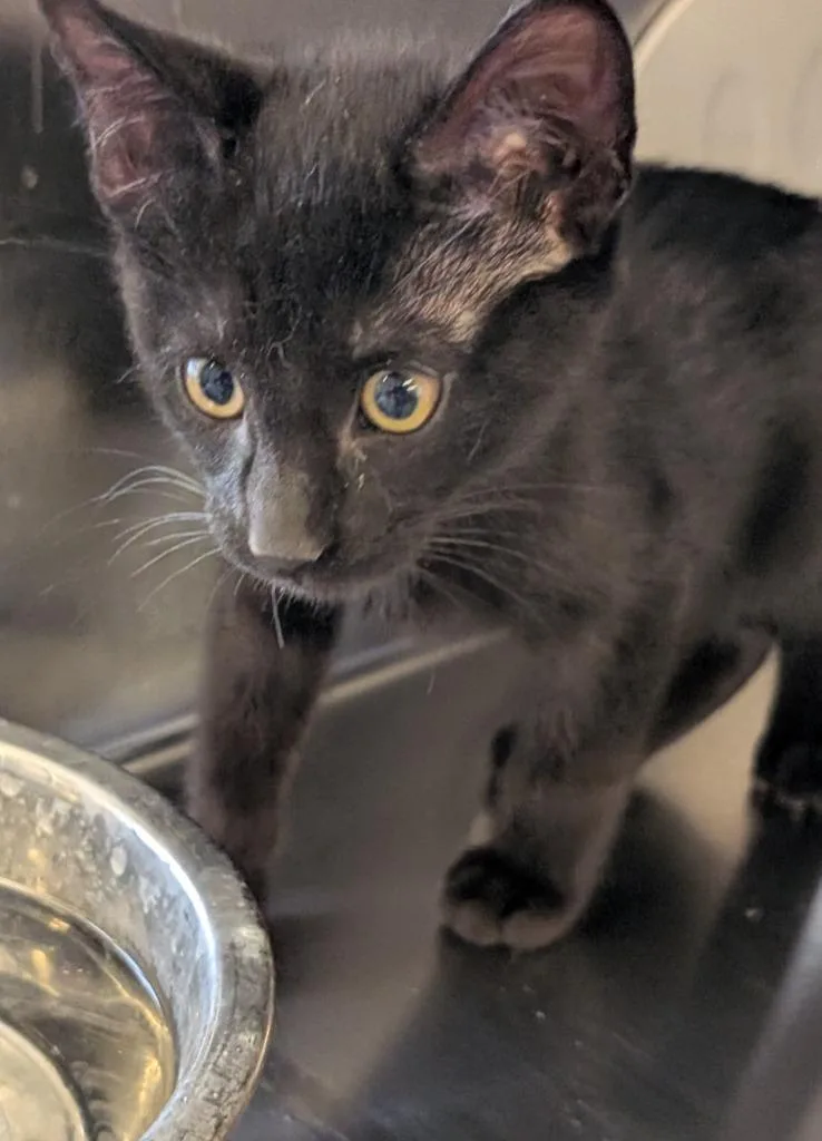 A baby medium-sized male Domestic Short Hair cat named Black for adoption in Havre, MT