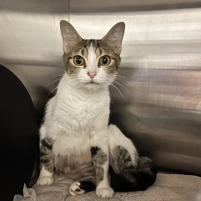 A young medium-sized female Brown / Chocolate Domestic Short Hair cat named Skyler for adoption in Bristol, IN