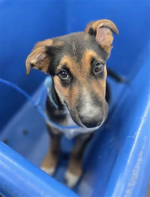A baby large-sized male Mixed Breed dog named Georgie for adoption in Dallas, TX