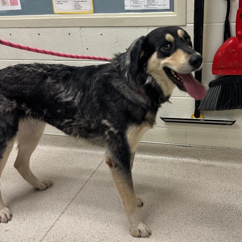 An adult large-sized female Black Husky dog named Wrangler for adoption in Murray, UT