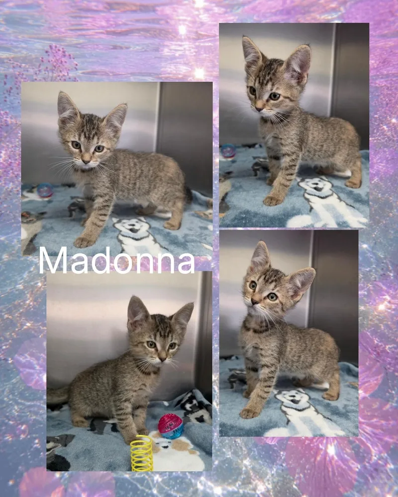 Madonna