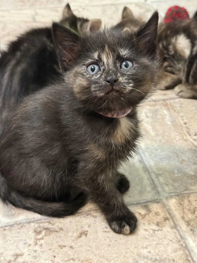 Strawberry thumbnail 2