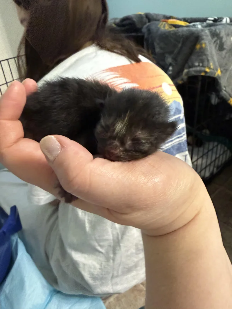 Strawberry thumbnail 3