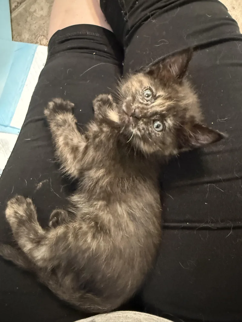 Strawberry thumbnail 4