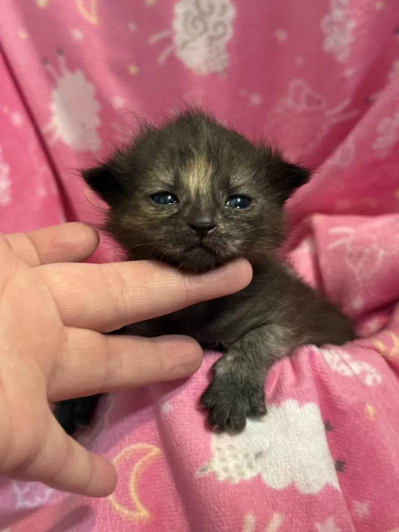 Strawberry thumbnail 5