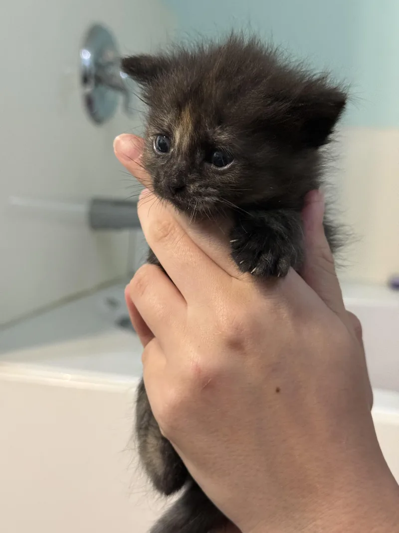 Strawberry thumbnail 6