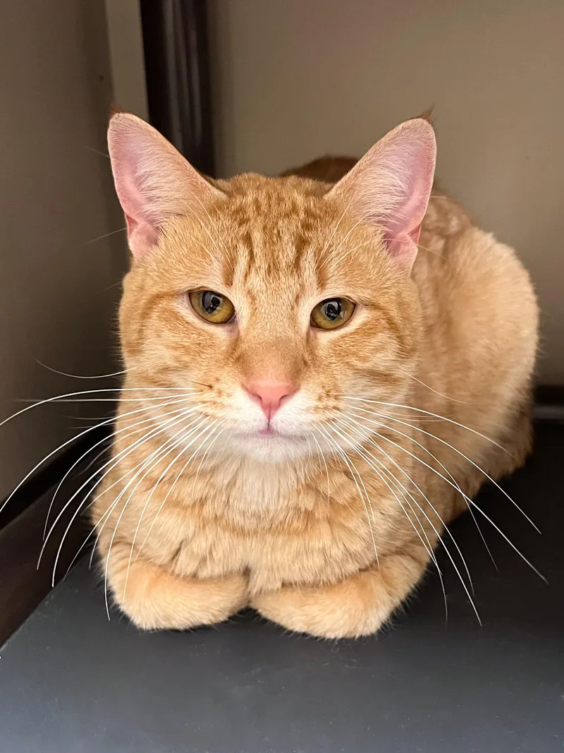 An adult large-sized male Tabby (Orange / Red) Domestic Short Hair cat named Myles for adoption in Arlington Heights, IL