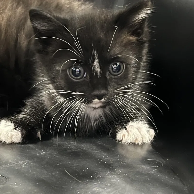 A baby small-sized male Black Domestic Short Hair cat named Atmos for adoption in Greensboro, NC