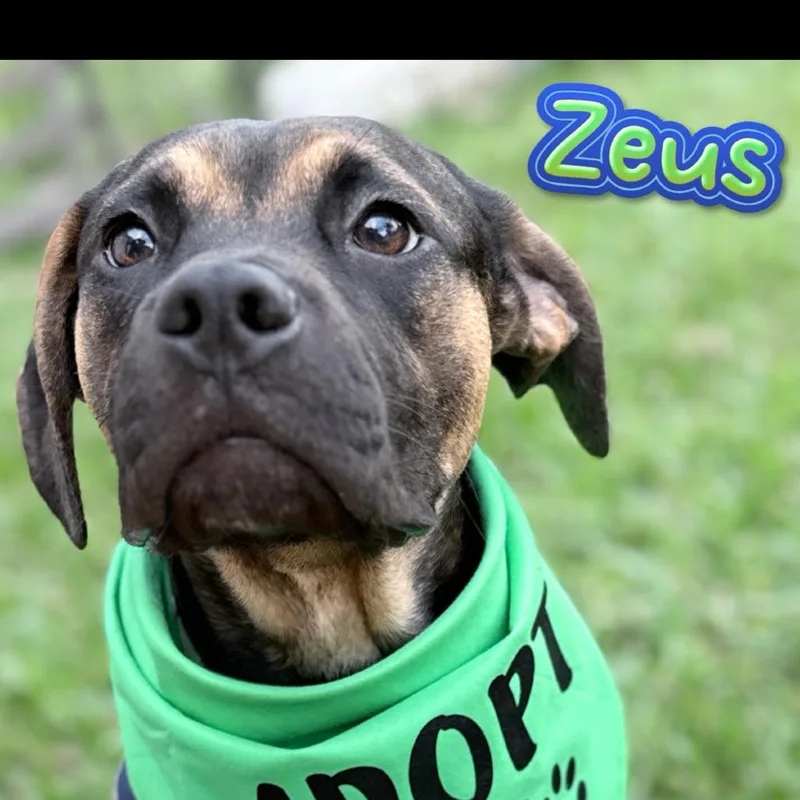 Zeus thumbnail 3