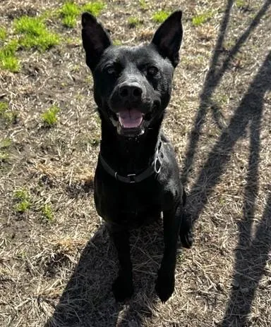 An adult medium-sized male Black Mixed Breed dog named Rocky for adoption in North Myrtle Beach, SC