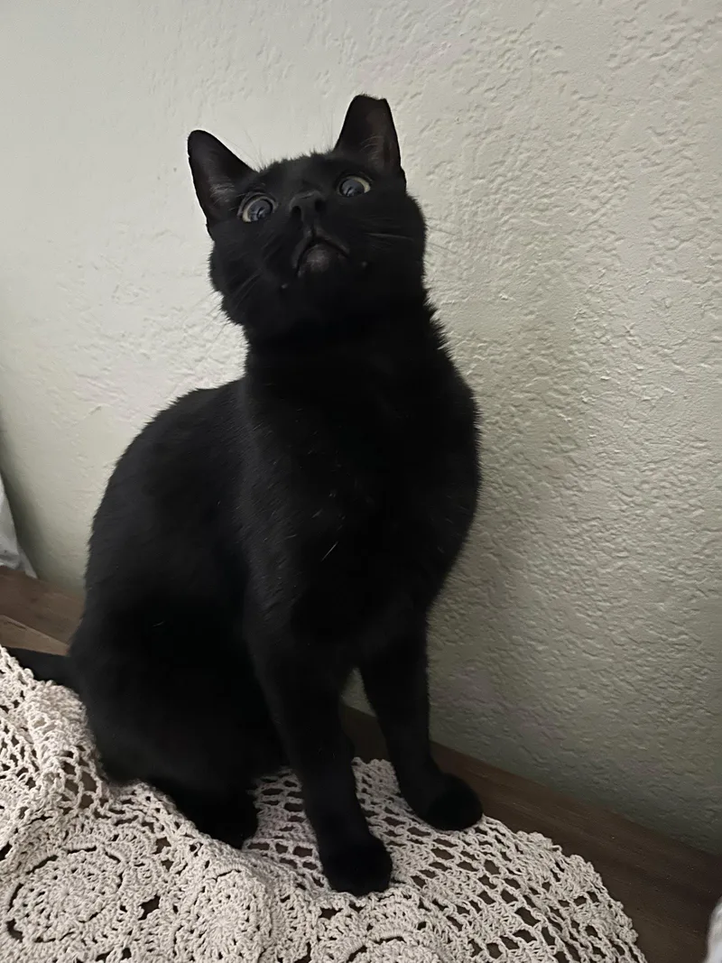 An adult medium-sized male Black Domestic Short Hair cat named Jinx for adoption in Chandler, AZ